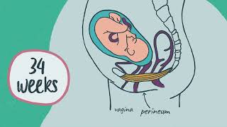 When to start and how to do perineal massage [upl. by Nal]