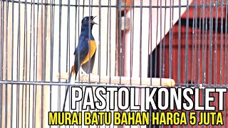 STOK MURAI BATU BAHAN MEWAH ❗OXIVOICE VITAMIN BURUNG [upl. by Stenger885]