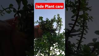 Jade plant care tipsshorts [upl. by Ginsburg]