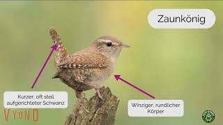 Gartenvögel bestimmen Typische Merkmale und Vogelstimmen sicher erkennen [upl. by Violette739]