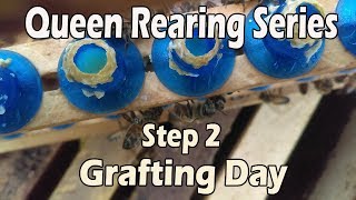 JCs Queen Rearing SeriesGrafting DayStep 2 [upl. by Kcarb]