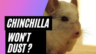 Your chinchilla wont dust bath Watch this video for some tips and tricks [upl. by Naux]