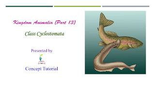 Cyclostoma  Animal Kingdom Part 13  Biology Class 11NEET [upl. by Idonah788]