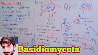 Basidiomycota  Basidiomycetes  Club Fungi  Biology 11th  Chapter 8 Fungi [upl. by Franci973]