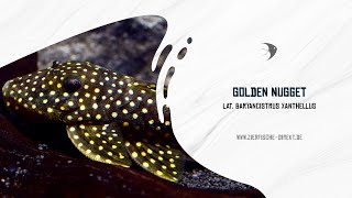 Golden Nugget 810 cm L 018 Baryancistrus xanthellus [upl. by Gnouv]