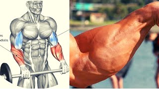 8 BEST FOREARMS EXERCICES  MUSCULATION AVANT BRAS [upl. by Candice]