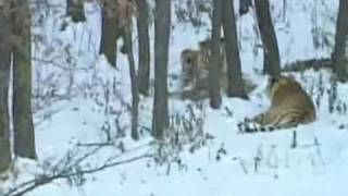 Behaviour of amur tiger and tigress at kill [upl. by Lisa530]