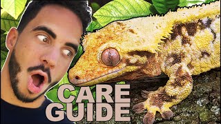 Crested Gecko Care amp SetUp Complete Care Guide [upl. by Sergent]