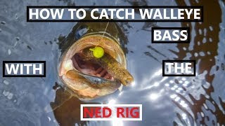 How to Catch Walleye with Ned Rig [upl. by Aital]