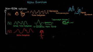 Uyku Aşamaları ve Biyolojik Saat Psikoloji  Çevreyi Algılama [upl. by Nhguavaj]