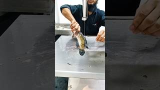 Live Shola fish cutting skills video wow amazing shol fish cutting shorts fish [upl. by Kathye594]