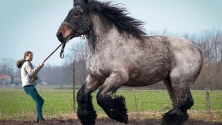 12 LARGEST Horse Breeds In The World [upl. by Erkan306]