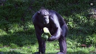 Chromosome 2  What separates chimps from humans [upl. by Hudson]