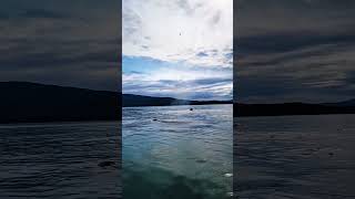 Humpback Whale Sighting  Juneau Alaska [upl. by Bailey273]