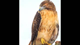 Redtailed Hawk Calls and Vocalizations [upl. by Wende207]