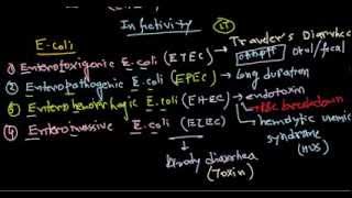 Escherichia coli infection [upl. by Oterol51]