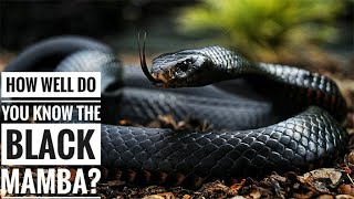 Black mamba  Description Characteristics and Facts [upl. by Oflodur]