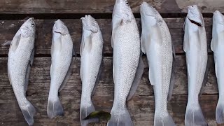 Catch and Cook Ep1 Whiting [upl. by Wera]