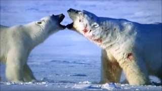 The worlds largest polar bear fighting to the death [upl. by Ramirolg661]