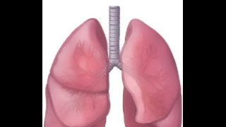 What is Bronchitis [upl. by Jacobs789]