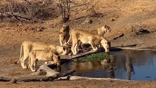 Kudyela Lion Pride Drinking water  28 September 2024 [upl. by Enelyam]