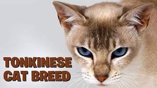 Unveiling the Tonkinese Cat Breed A Comprehensive Guide [upl. by Llehcor371]