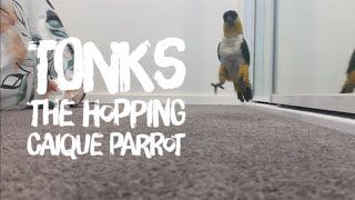 Tonks the Hopping Caique Parrot [upl. by Ilatfen421]