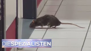 Rattenalarm in der Klinik am Südring  Die Spezialisten  SAT1 TV [upl. by Anovad523]