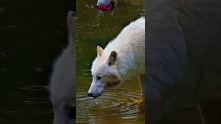 Rare White Wolf Takes a Drink  Arctic Wolf Beauty in Nature [upl. by Anaicul]