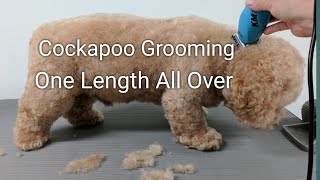 Cockapoo Grooming One Length All Over [upl. by Grof200]