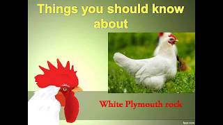 Things you should know about White Plymouth rock [upl. by Anniken]