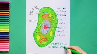 How to draw plant cell labeled science diagram [upl. by Kary580]