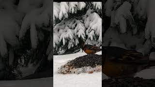 Mesmerizing Varied Thrush A Rare Winter Visitor [upl. by Nrehtak]