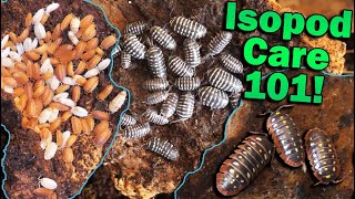 How to Care for Isopods [upl. by Vahe101]