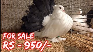 Indian fancy pigeon  american fantail  Perfect Tail Mark Fantail Pigeon  Fancy Pigeon breed [upl. by Landmeier]