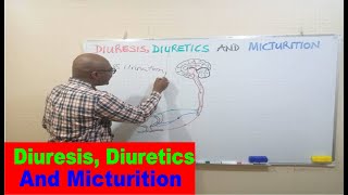 Diuresis Diuretics and Micturition [upl. by Odyssey246]