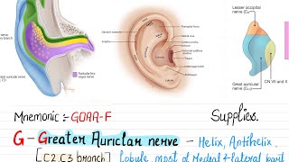 Nerve supply of external earpinnaear auricleMnemonicGOAAF neetpg fmge medico nerves [upl. by Nathaniel]