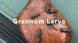 The Grannom Larva [upl. by Anirec]