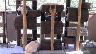 How to build a cat tree or ladder [upl. by Gabriellia827]