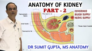 ANATOMY OF KIDNEY  COVERINGS BLOOD SUPPLY amp NERVE SUPPLY [upl. by Cai]