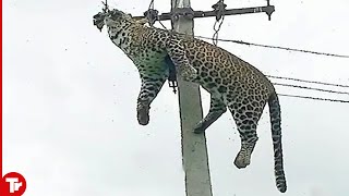 Top 16 Moments Animals Get Electrocuted [upl. by Zaraf]