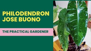 Philodendron Jose Buono  A Beautiful EasyToHandle Variegated Houseplant [upl. by Gabler]