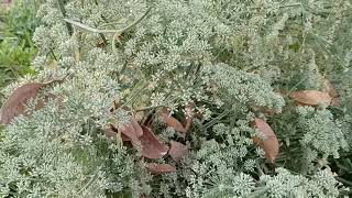 What does a caraway seed plant look like  caraway plant seeding 2020 [upl. by Chernow854]