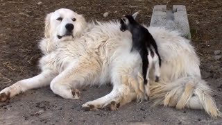 Pyrenean Mountain dog adorably babysits tiny goats [upl. by Oiluj138]