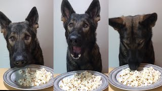 ASMR German Shepherd Eating Popcorn [upl. by Ahseikram]