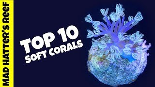 Top 10 Soft Corals for a Reef Tank [upl. by Elwina]