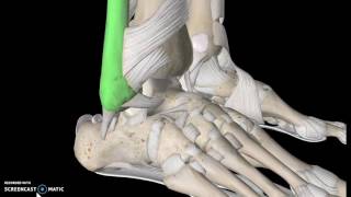 Foot Anatomy Tutorial Ligaments [upl. by Morgana]