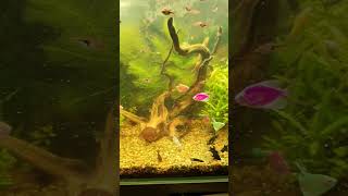 Fintastic Fun Playful Fish in the Aquarium [upl. by Perusse]