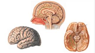 TelencÃ©falo  Anatomia ESCS [upl. by Hartley]