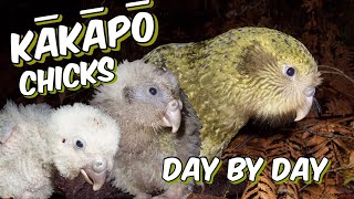 Kakapo chicks day by day [upl. by Neitsirhc]